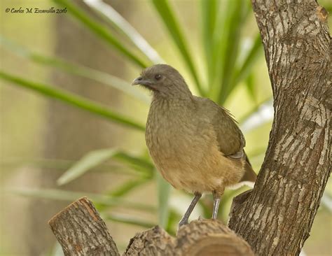 Plain Chachalaca IMG_6207edtsg | Plain Chachalaca Quinta Maz… | Flickr