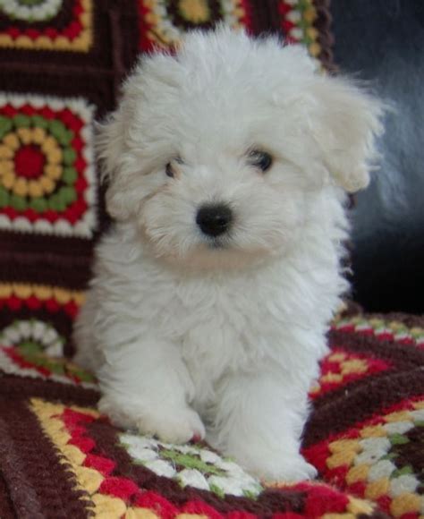 Beautiful Bolognese Puppies For Sale | Super cute puppies, Cute dogs ...