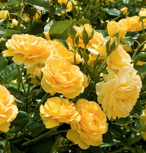 'Absolutely Fabulous', one of our most popular Floribunda roses ...