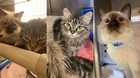 Wisconsin Humane Society rescues 65 cats from hoarding situation in ...