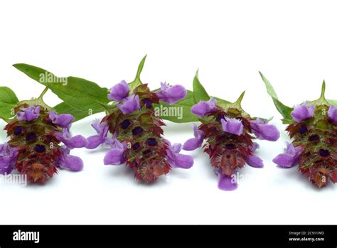 Small Braunelle even Brunelle, Prunella vulgaris. Medicinal plant: its ...