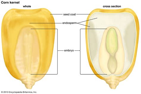 Anatomy Of A Corn Kernel - Anatomical Charts & Posters