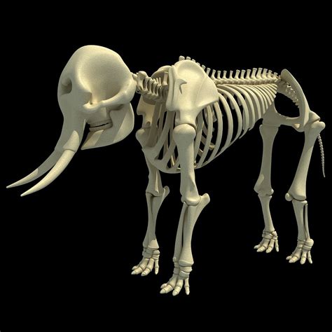 Animal Skeletons | African Elephant Skeleton – 3D Horse