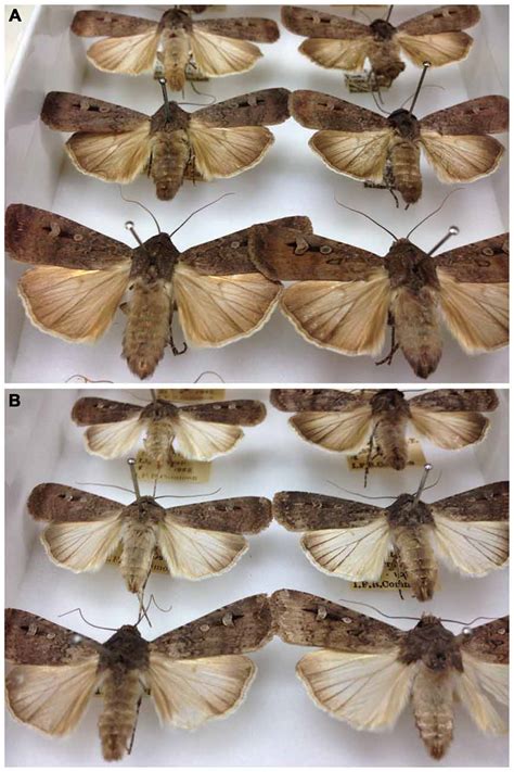 Frontiers | The Australian Bogong Moth Agrotis infusa: A Long-Distance ...