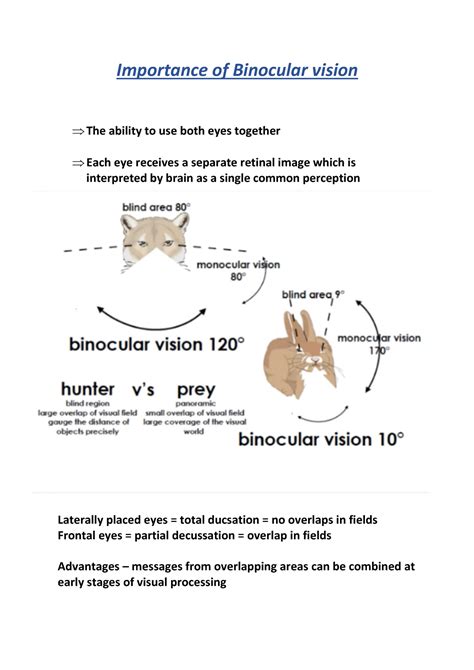 Binocular vision - Studocu