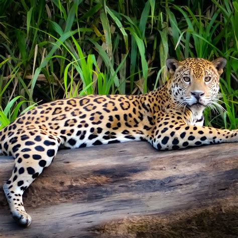 Rainforest animals facts jaguar images | Zoo Animals