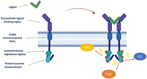 An Overview of Protein Kinases: Definition & Functions