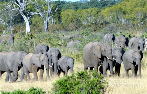 Zimbabwe Wildlife – Ramdas Iyer Photography