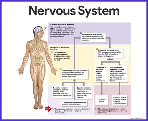 Nervous System Anatomy and Physiology | Nervous system anatomy, Nervous ...