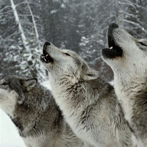 Stream Wolf Pack Howl Sound for Lonely People by Pro Sound Effects ...