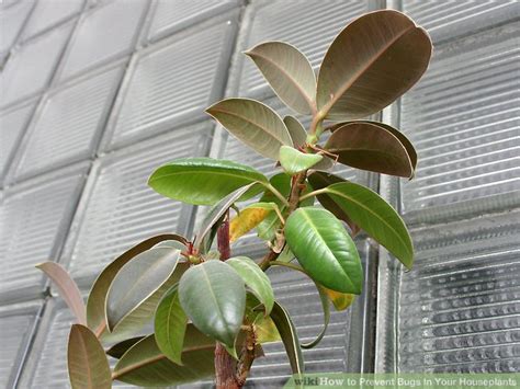 How to Prevent Bugs In Your Houseplants: 6 Steps (with Pictures)