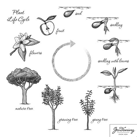 Basic Plant Life Cycle And The Life Cycle Of A Flowering Plant | Flower ...