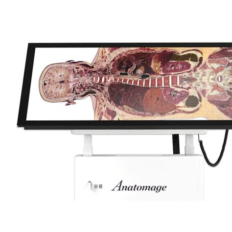 Training anatomy table - Alpha - Anatomage - virtual dissection ...