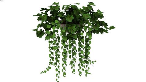 3D Warehouse | Hanging plants, Minimal plant, Sketchup model