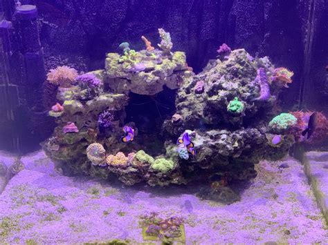 Hello - Learning algae control | Reef2Reef