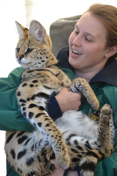 african serval cat