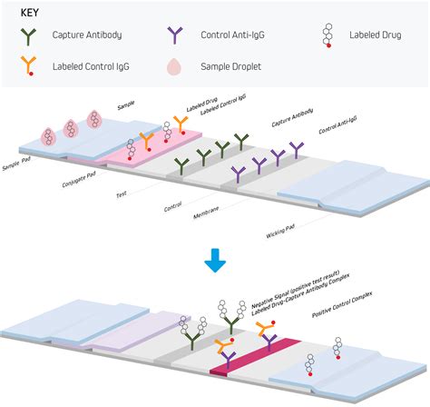 lateral flow assay protocol - Treena Kinsey