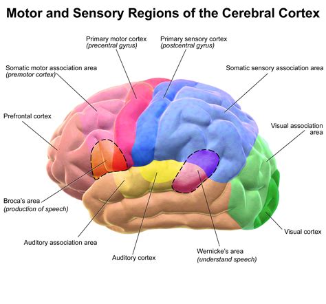 Blausen 0102 - Regions of the cerebral cortex - English labels ...