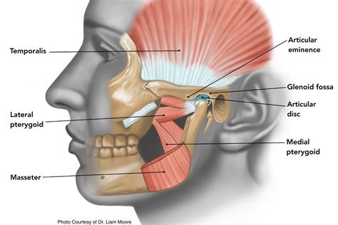 Jaw Clicking (Popping) Explained - Museum Dental Center - Los Angeles