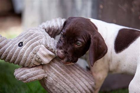 Braque Francais Pyrenean Puppies For Sale