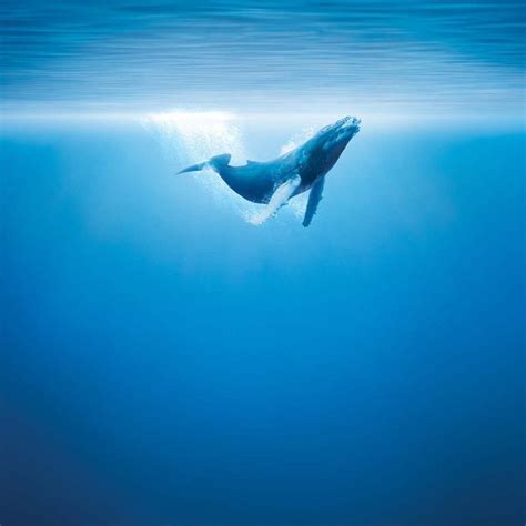 Blue Whale Wallpapers - Wallpaper Cave