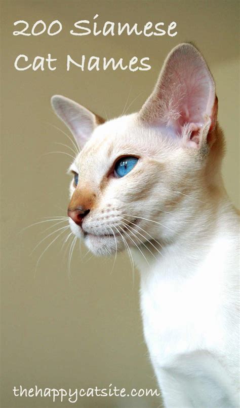 200 Best Siamese Cat Names For Your New Kitten