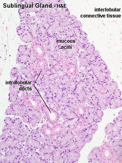 Sublingual Salivary Gland Histology Labeled