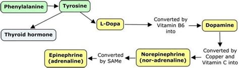 How to Invress Dopamine in the Brain Easy - Valenzuela Andifter