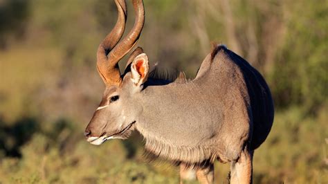 Spiral-horned Antelope | San Diego Zoo Animals & Plants