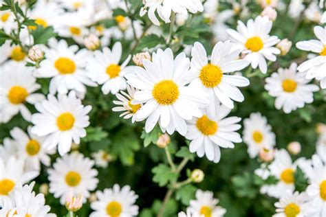 26 Types of Daisies to Grow in Your Garden