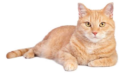 Orange Tabby Cat: Fascinating Facts About Orange Cats