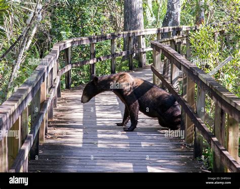 Florida Black Bear Stock Photo - Alamy