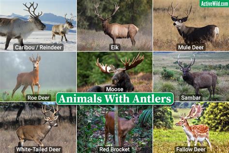 Animals With Antlers: Examples, Pictures & Interesting Antler Facts