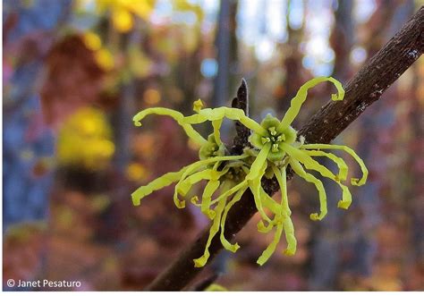 Witch hazel: Flowers, fruit capsules, and reproductive strategy