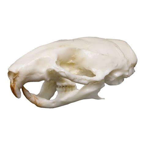 Replica Mouse Skull (With images) | Animal skulls, Skulls for sale ...