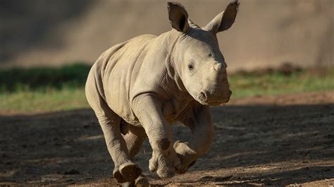 Baby rhino at San Diego Zoo Safari Park gets a name: Neville | cbs8.com