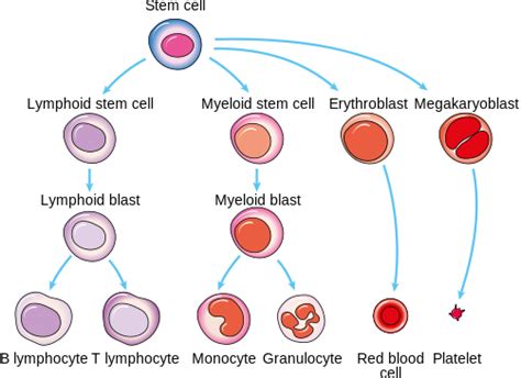 Producing new blood cells – why reading the recipe matters - Cancer ...