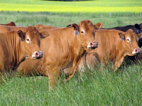 Limousin Cattle – Garrison Limousin