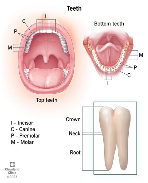 Teeth: Anatomy, Types, Function & Care