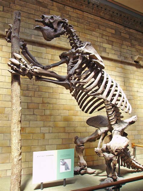 Megatherium - Wikipedia