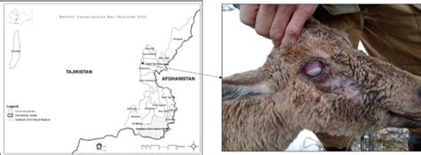 Left: Conservancies dedicated to markhor and wildlife conservation and ...