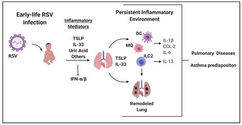 Viruses | Free Full-Text | Early-Life Respiratory Syncytial Virus ...