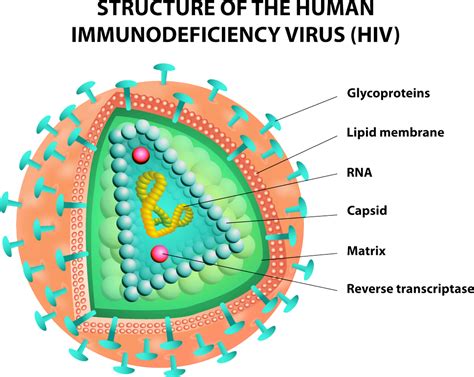 Gli scienziati hanno ricreato le fasi iniziali dell'infezione da HIV ...