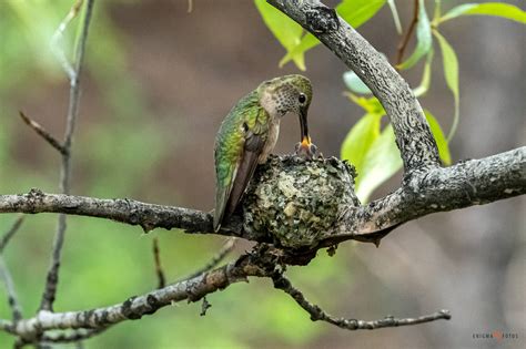 Hummingbird Mother Feeding Baby by Enigma-Fotos on DeviantArt