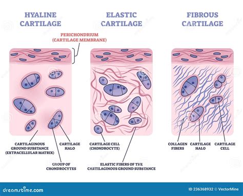 Cartilage Elastic Tissue Location In Body And Leg Structure Outline ...