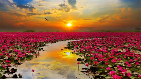 Pink Lotus Flowers During Sunset 4K HD Pink Wallpapers | HD Wallpapers ...