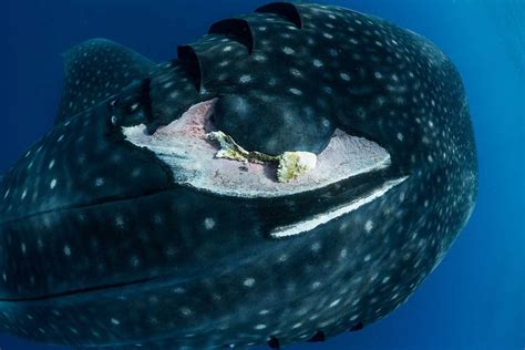 International shipping threat to endangered whale sharks - DIVE Magazine