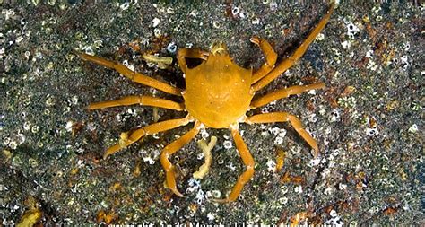 Northern Kelp Crab - vic high