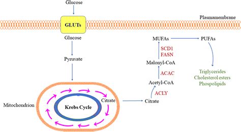 Frontiers | Pathogenetic, Prognostic, and Therapeutic Role of Fatty ...