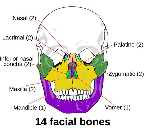 ملف:Facial skeleton - en.svg - ويكيبيديا